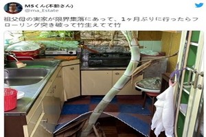 一个月没有回去，老屋被竹子洞穿