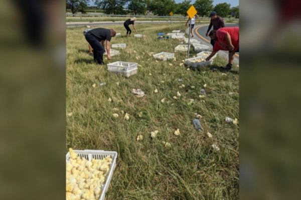 大卡车司机忘了锁门，2400只小鸡高速“越狱”！