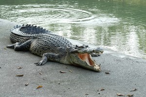 流浪汉违规游泳, 被鳄鱼拖入湖中