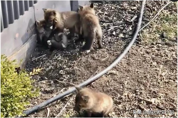 太萌了，我家后院住进了9只狐狸！