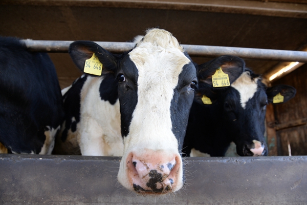 禽流感奶牛传人！美国在牛奶中发现高浓度H5N1病毒！世卫紧急发声！