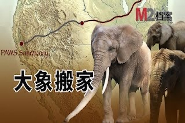 三頭大象命運堪憂，他們要離開多倫多動物園，新家在4000多公里外，必須一起，怎麽辦