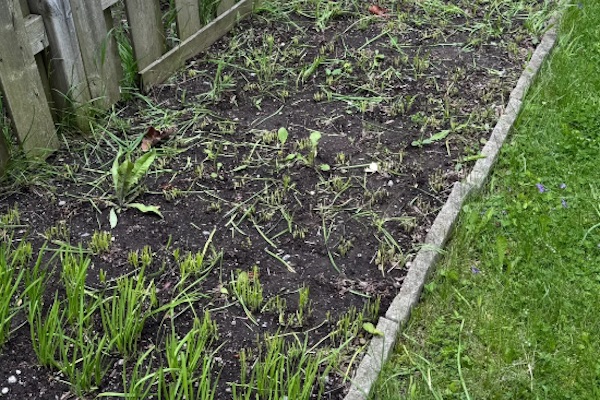 到底什么人！敢在加拿大割华人的韭菜！