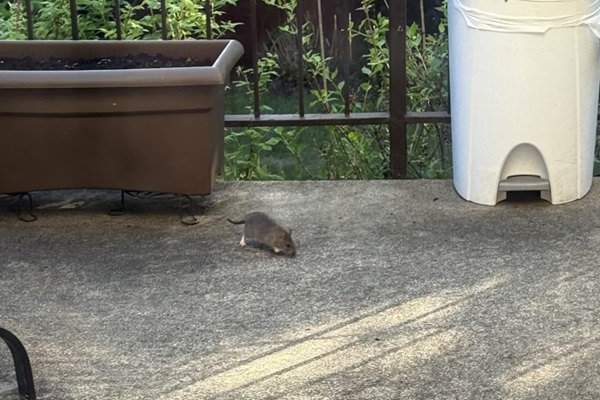 【震惊】蒙特利尔老鼠泛滥！在居民后院狂欢，市府：我们没办法，自己忍忍吧”