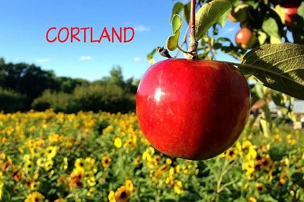 天气不错，摘苹果去！大蒙周边15家果园、14种苹果尽在掌握！