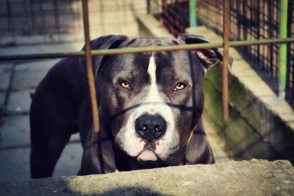 9只狗拖垮意大利小镇：西方现行意识形态的荒诞结局