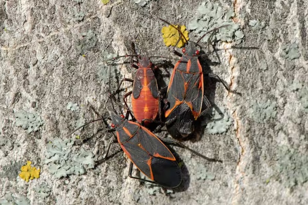 见过这种“臭虫”吗？一入秋，魁北克到处都是…