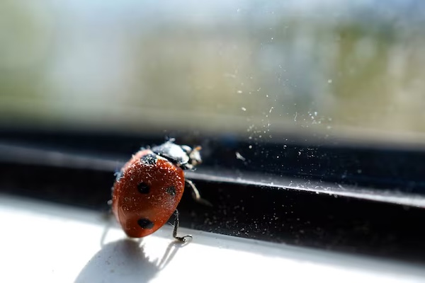 别让瓢虫进屋！魁北克人一到秋季就头疼，专家支招