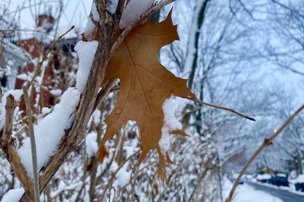 蒙特利尔迎来第一波寒潮，周末可能见到今冬第一片雪！