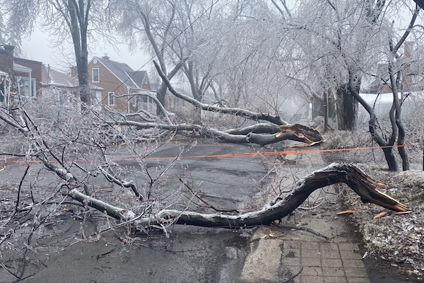 灾难性冻雨袭击魁北克：冰壳厚度10毫米！断枝！断路！断电！断公交！断地铁！