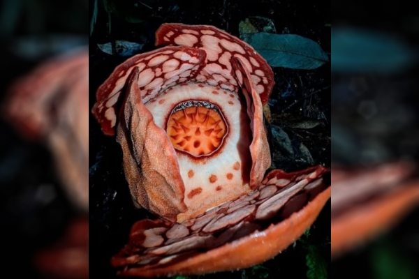 印尼雨林有巨大发现，牛津大学科考队员伏地大哭：真是太不可思议了！