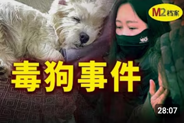 11隻狗被毒死後，她辭職自學刑法，把鄰居送進監獄