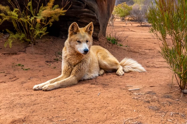 19岁加拿大女子惨死澳洲小岛，尸体旁围着十几只野狗…