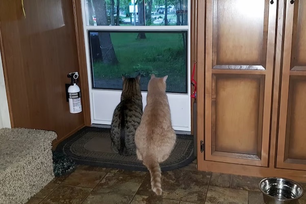 如果邻居的猫总跑你家院儿里刨坑拉屎，你会怎么办？