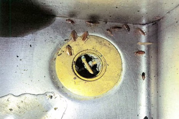 西岛“北京花园餐厅”四年内七次被查，蒙特利尔日报曝光原因…