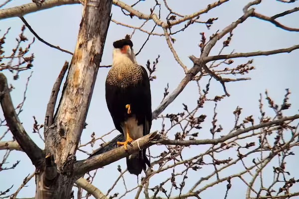 魁北克惊现凤头巨隼！头戴黑帽、红脸白脖…