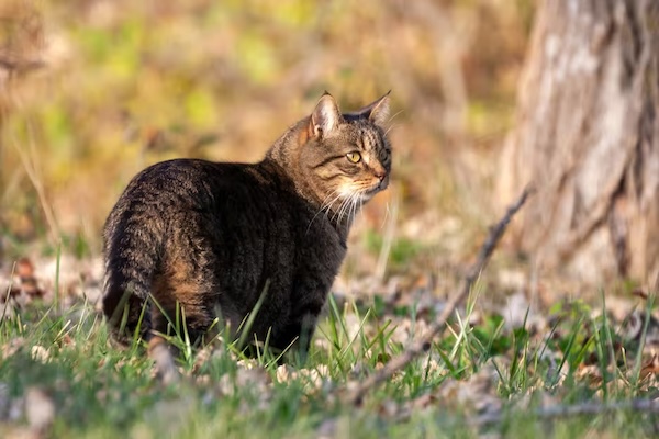 南岸发现第二例“猫狂犬”，官方紧急发声：“浣熊狂犬病”外新增“水獭狂犬病”